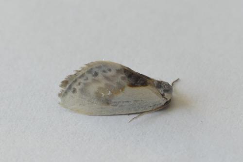 Cilix glaucata